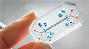 Organs-on-chips the future of drug testing?